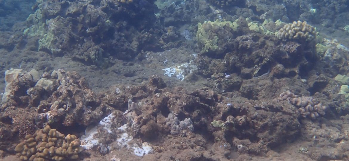 A few healthy corals are scattered across a landscape of unhealthy encrusted and porous reef structures