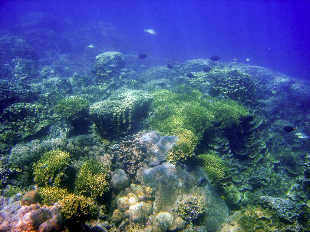 A variety of coral colors and forms cover a sun-dappled reef, with several fish swimming above.