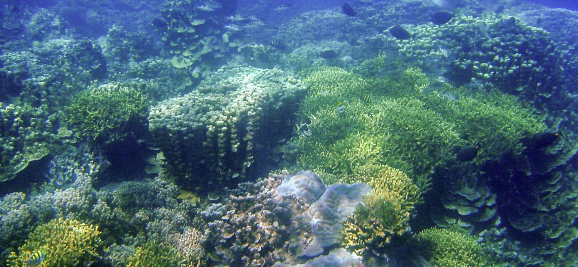 McManus_coralscape Guam_Dave Burdick_square