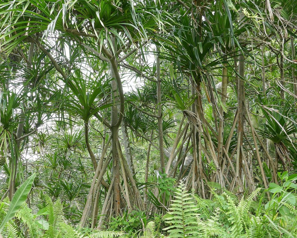 View through a cluster of Pandanus trees with long, thin, green blades from their tops and characteristic subaerial root structures, giving their lower halves a braced, triangular look.