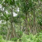 Community value-based management of coastal Pandanus forests to mitigate the effects of climate change in Hawai‘i