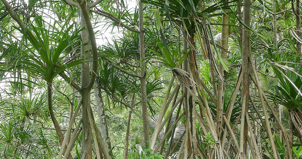 Ronsted_Pandanus forest_CCby4.0_Ji-Elle_square