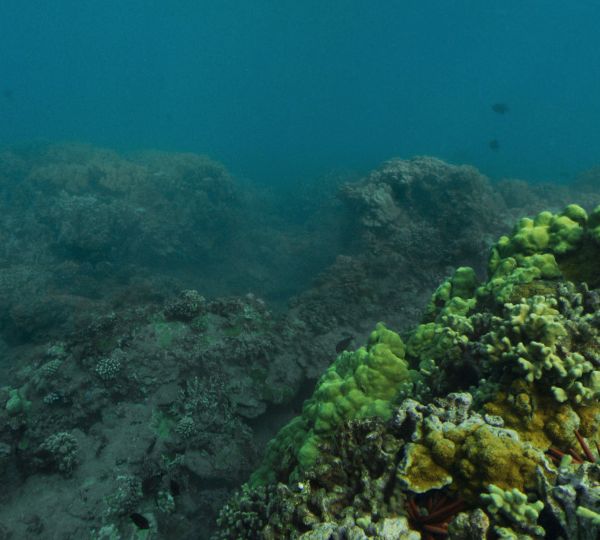 A dim reefscape contrasts bright healthy corals with dingy, sediment covered outcrops.
