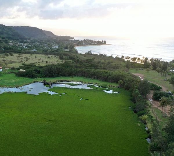 Aerial drone oblique view of a coastal parcel with wetlands, trees, meadows, and a narrow sandy coastline