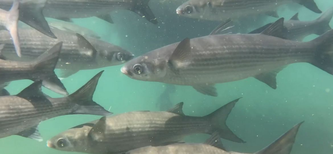 School of mullet fish swimming underwater