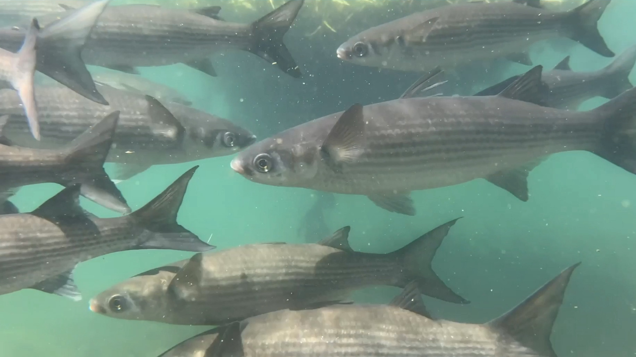 School of mullet fish swimming underwater