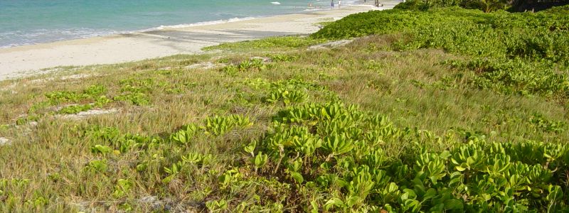 Dune vegetation is seen at the edge of the shoreline in Kailua, with white sand and turquoise ocean in the background