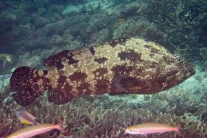 A chunky brown fish, the brown-marbled grouper swims past some smaller fish by the reef