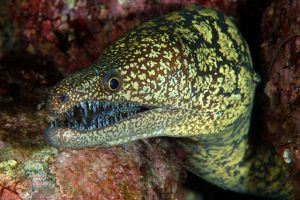 Hookjaw moray eel peers out of a cave