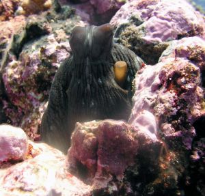 An octopus creeps by coral in Rose Atoll, American Samoa