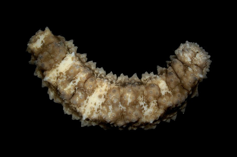 A sea cucumber is displayed on a black background, illustrating its thick brown and white striped body with knobby and spiny texture