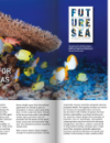 Ka Pili Kai spread for page 'hope for the seas', featuring colorful fish under a piece of coral