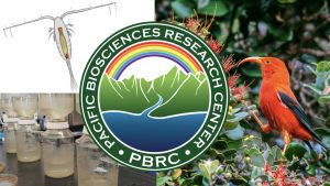 Pacific Biosciences Research Center logo on top of a collage of photos that includes a drawing of a copepod, a series of sediment filters, and a native ʻiʻiwi forest brid.