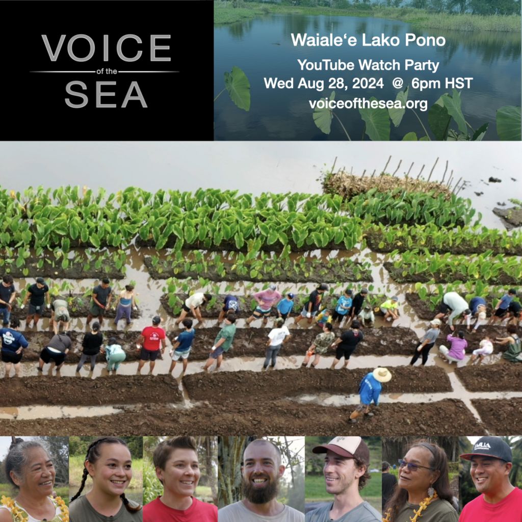 Flyer for the Voice of the Sea Waialeʻe Lako Pono YouTube Watch Party with an aerial photo of people working in a kalo field and images of seven people's faces across the bottom.