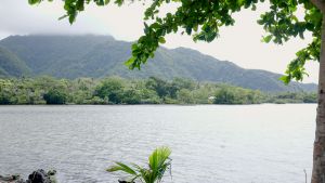 photo of a shoreline covered in healthy vegetation