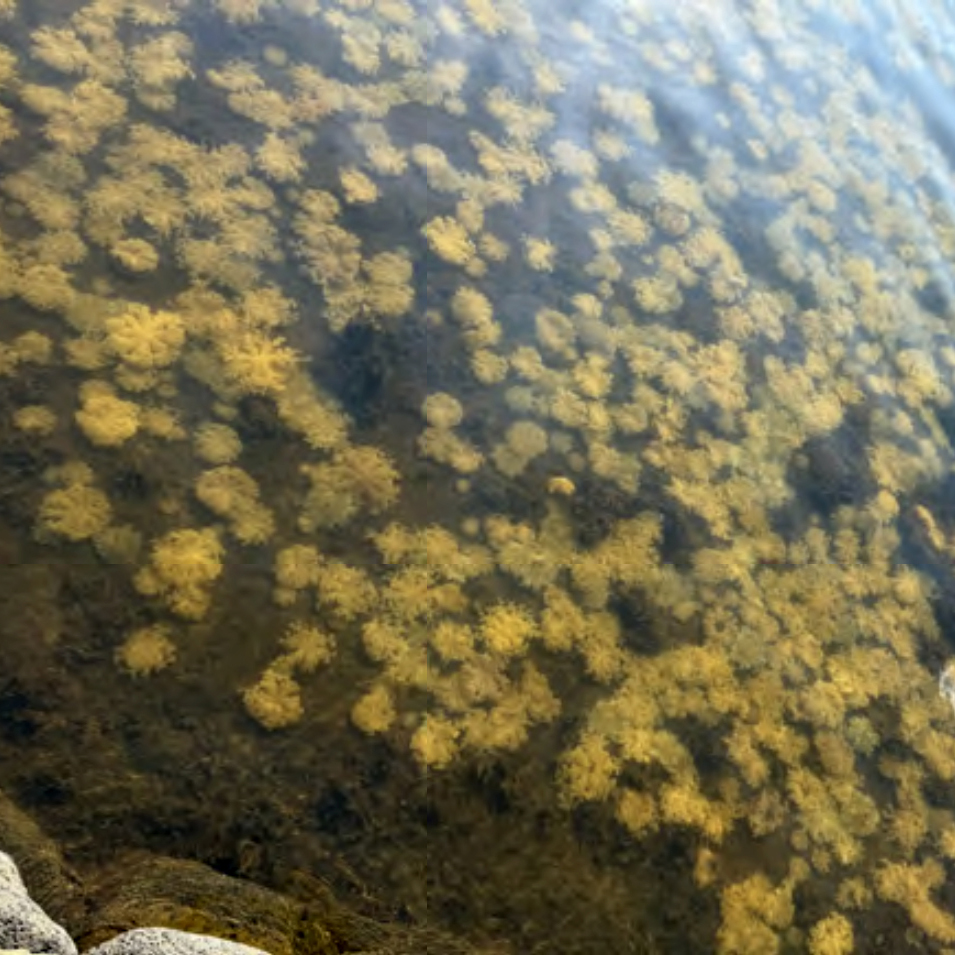 A dense accumulation of small, yellow, wagon-wheel-like creatures float just beneath the surface of shallow waters