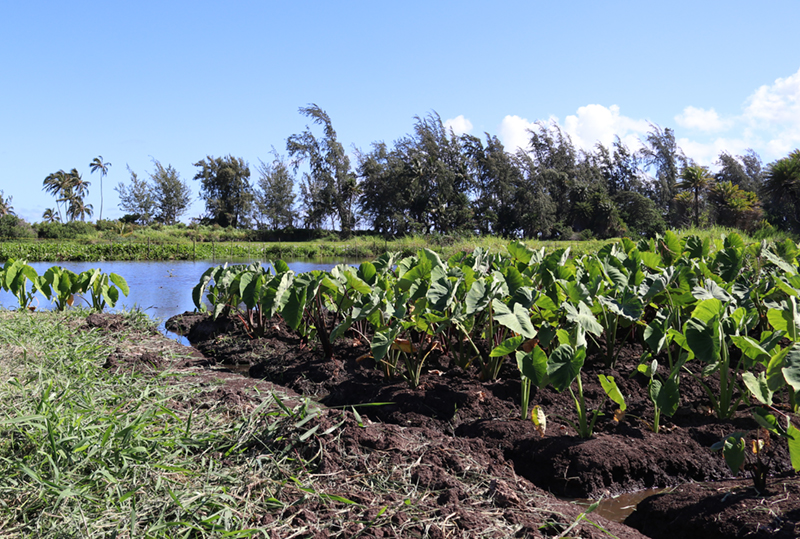 In the foreground, healthy green taro plants grow on rich dark soil, with open water behind reaching to a windbreak of tall trees in the background